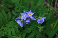 Polemonium californicum