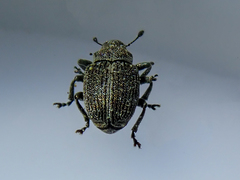 Ceutorhynchus typhae