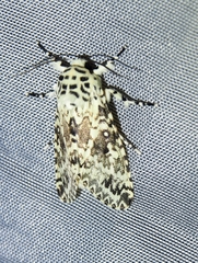 Lichnoptera pollux