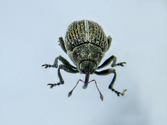 Ceutorhynchus typhae