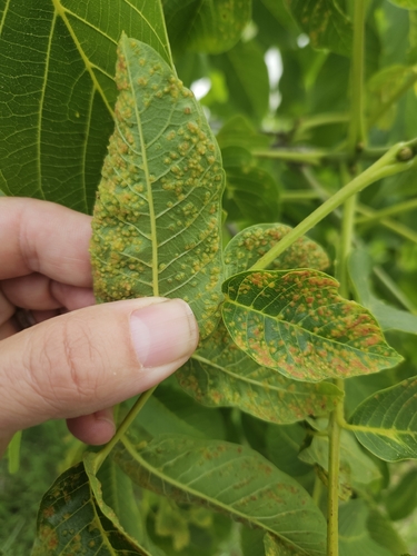 walnut leaf gall mite