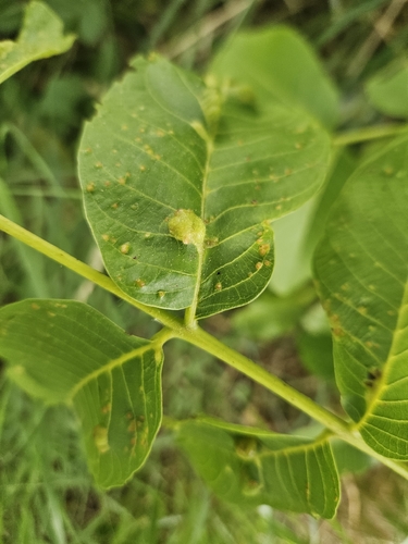 Walnut Blister Mite