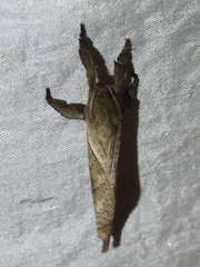 Pseudodalaca