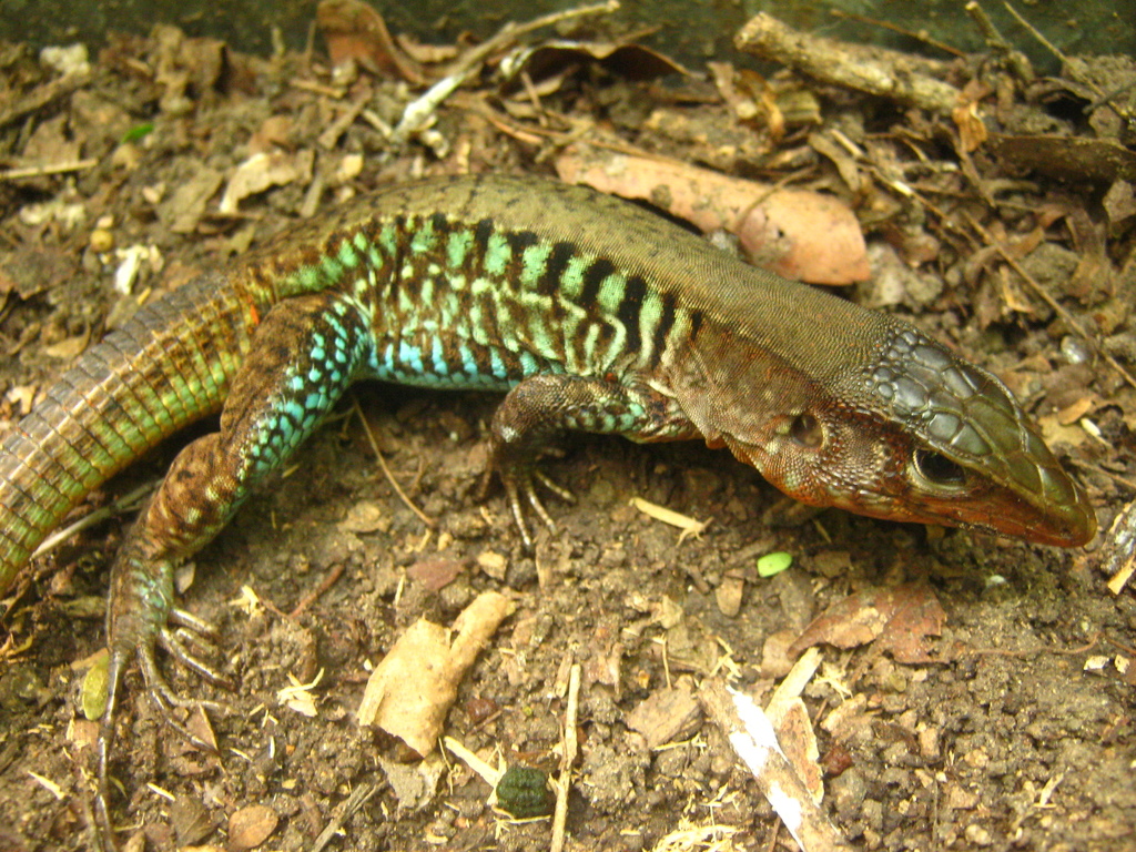 Rainbow Ameiva