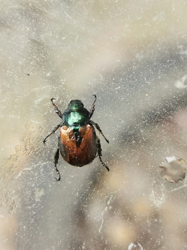 Garden Chafer