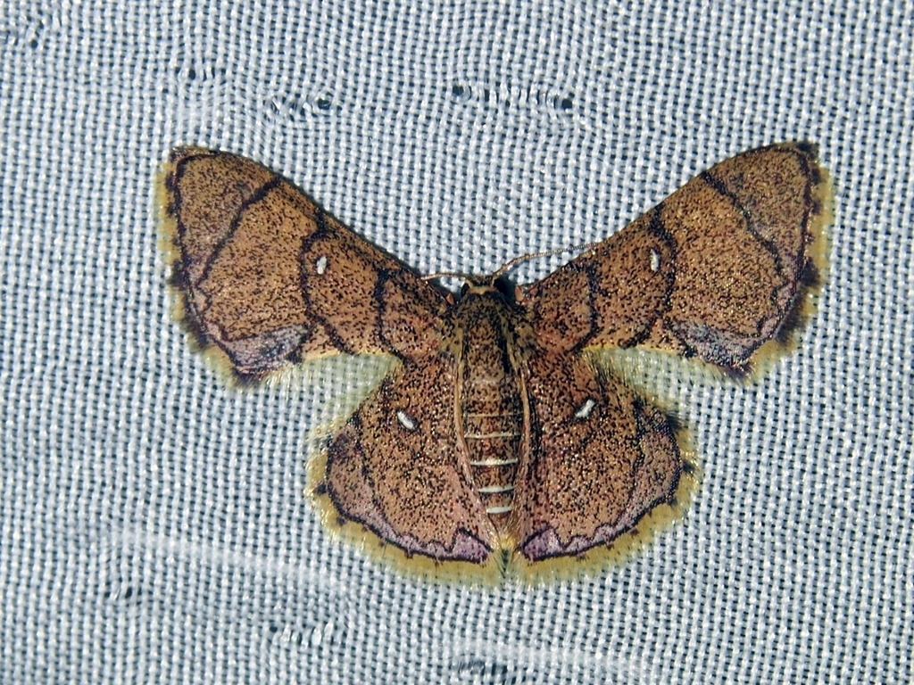 Hemipterodes