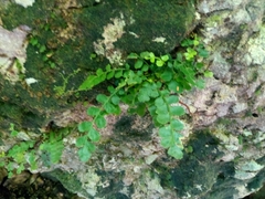 Asplenium dentatum