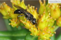 Pemphredonina