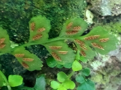 Asplenium dentatum