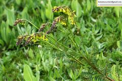 Astragalus floridulus