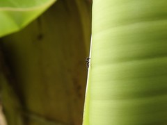 Neoloxotaenia