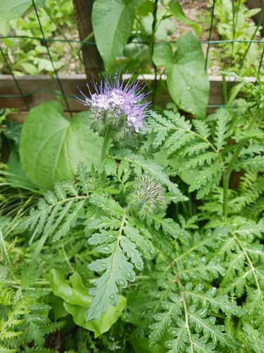 Lacy phacelia