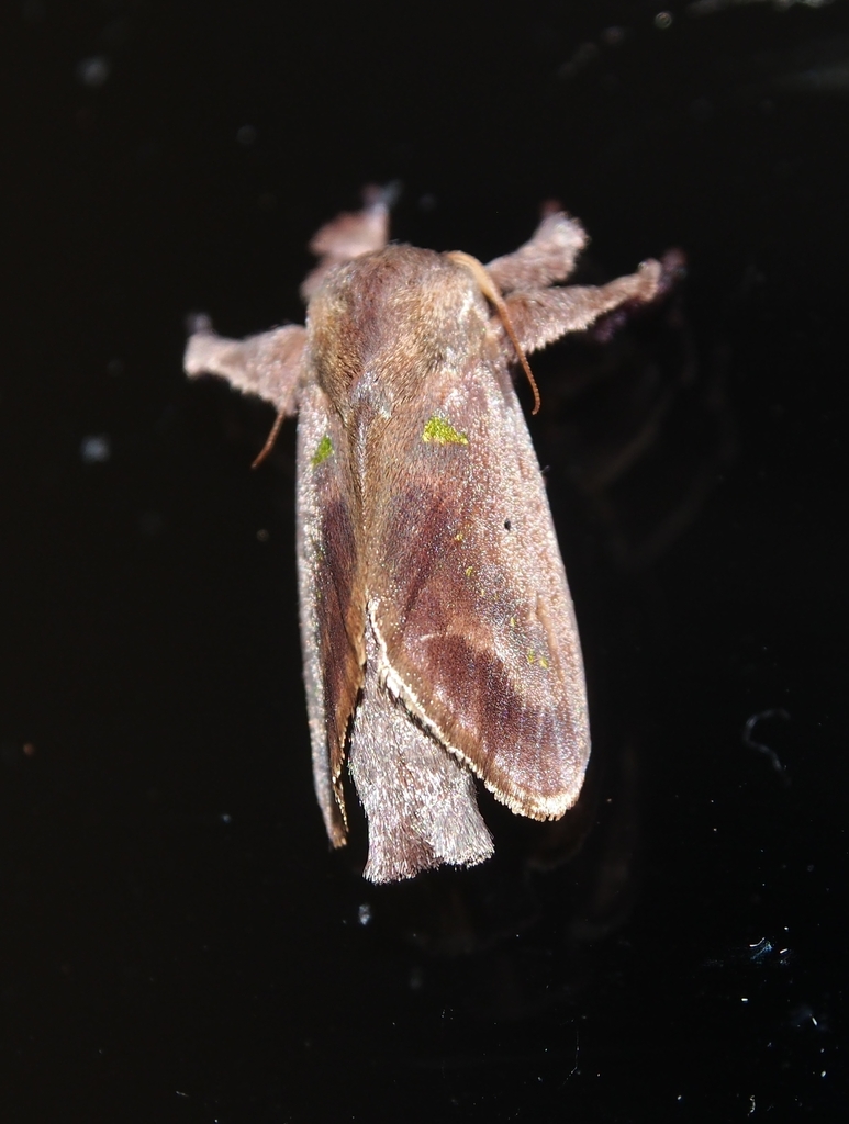 Euclea norba