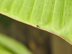 Neoloxotaenia