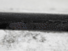 Gekko gecko