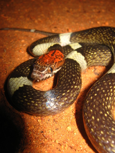 False Cat-eyed Snake