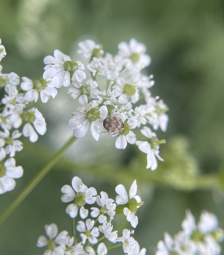 Varied Carpet Beetle