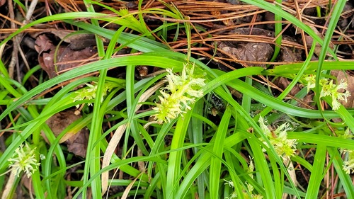 Carex satzumensis iNat (2)
