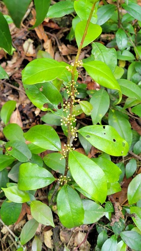 Myrsine stolonifera observed 2026-06-01