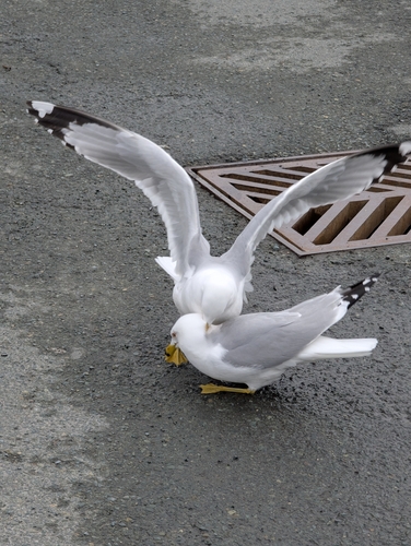 Ring-billed Gull observed by biotic_factor