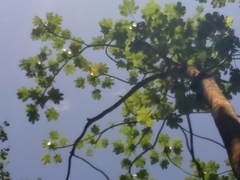 Cecropia schreberiana