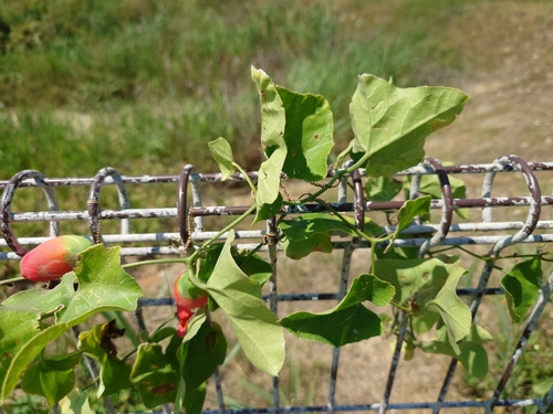 Ivy gourd