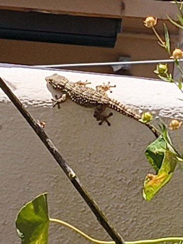 Moorish Gecko