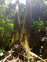 Cecropia schreberiana