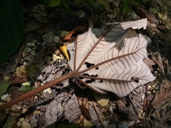 Cecropia schreberiana