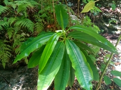 Sapium laurifolium