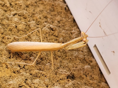 Egyptian Praying Mantis