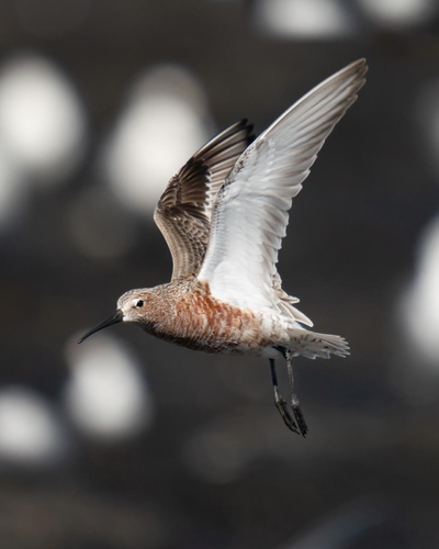 iNaturalist image