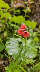 author not stated, no rights reserved Pulmonaria rubra, photograph author not stated, no rights reserved