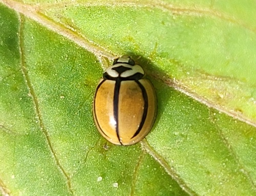 Cheilomenes propinqua vicina
