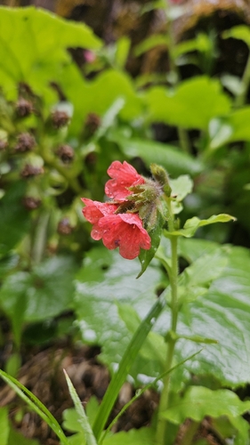 Pulmonaria rubra, photograph 5