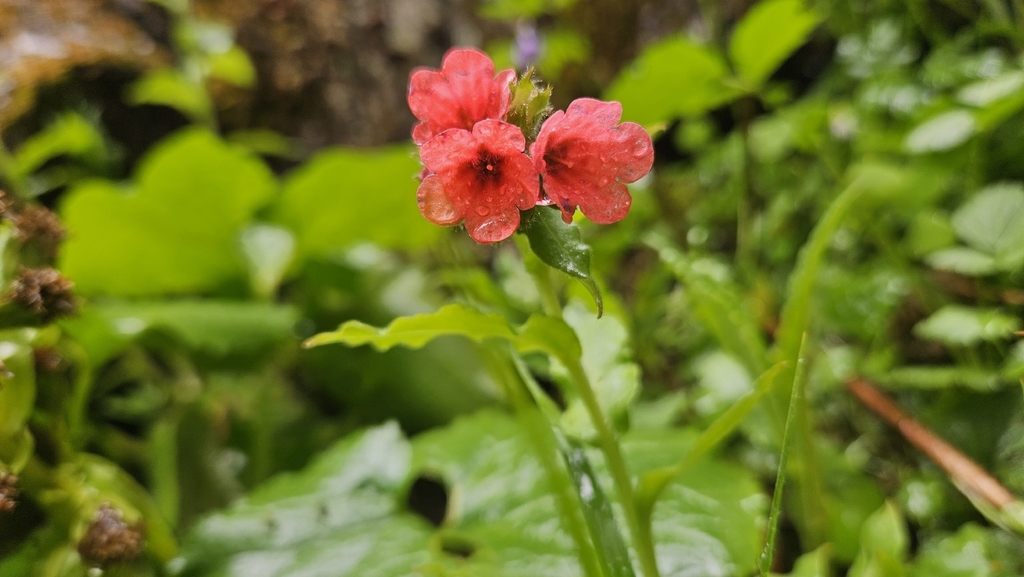 Pulmonaria rubra; photograph author not stated, no rights reserved