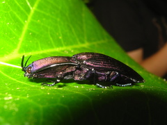 Chalcolepidius silbermanni