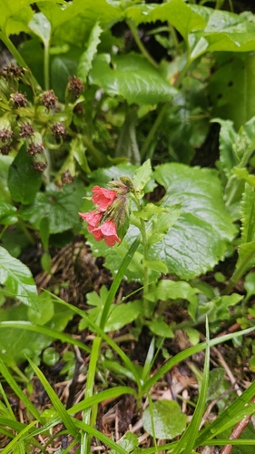 Pulmonaria rubra, photograph 6