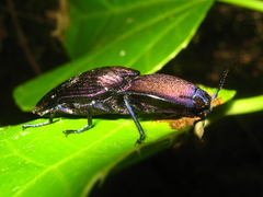 Chalcolepidius silbermanni