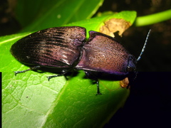Chalcolepidius silbermanni