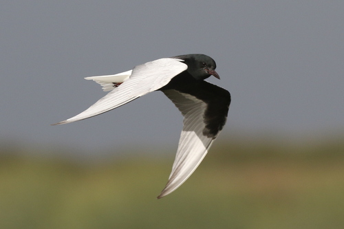 iNaturalist image