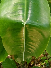 Sapium laurifolium