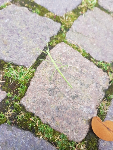 French stick insect