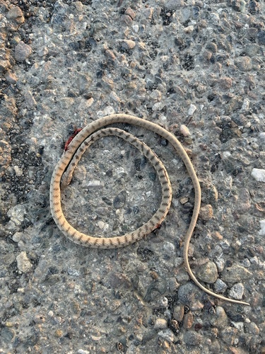 Spotted Desert Racer, Platyceps karelini