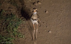 Rhinoptilus chalcopterus