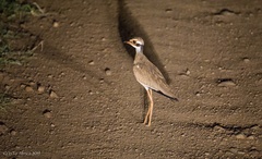 Rhinoptilus chalcopterus