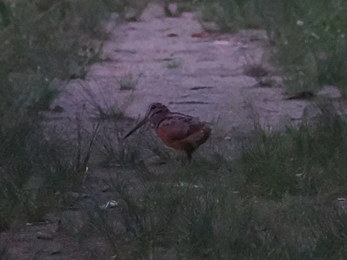 American Woodcock observed by jhwaters