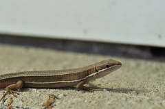 Takydromus wolteri