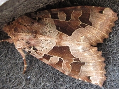 Clavipalpula aurariae