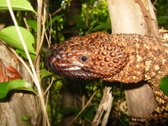 Heloderma horridum
